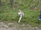 personensuchhunde training11