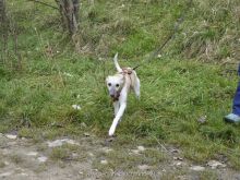 personensuchhunde training11