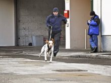 personensuchhunde training12