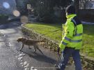 personensuchhunde training13