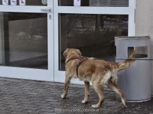 personensuchhunde training14