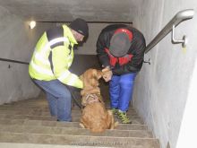 personensuchhunde training16