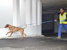 personensuchhunde training17