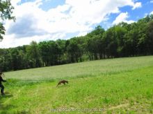 personensuchhunde training21