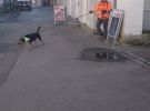 personensuchhunde training30