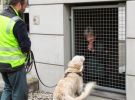 personensuchhunde training31