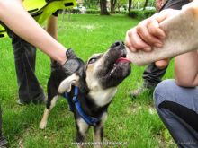 personensuchhunde training32