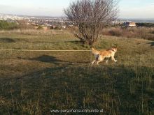 personensuchhunde training35