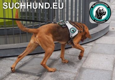 Personensuchhunde Einsatz