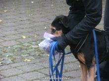 seminar personensuchhund 04