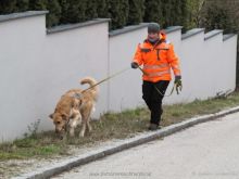 training mantrailen personensuchhunde 131
