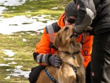 training mantrailen personensuchhunde 153