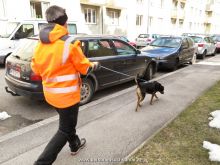 training mantrailen personensuchhunde 154
