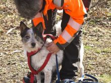 training mantrailen personensuchhunde 162