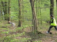 training mantrailen personensuchhunde 178