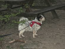 training mantrailen personensuchhunde 179