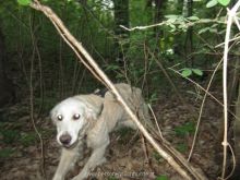 training mantrailen personensuchhunde 185