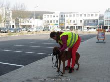 training mantrailen personensuchhunde 194