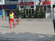 training mantrailen personensuchhunde 201