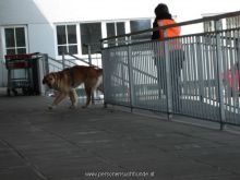 training mantrailen personensuchhunde 213