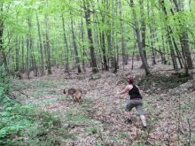 training mantrailen personensuchhunde 253