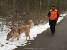 training mantrailen personensuchhunde 260