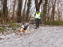 training personensuchhund 12
