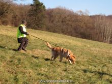 training personensuchhund 19