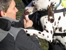 training personensuchhund 25