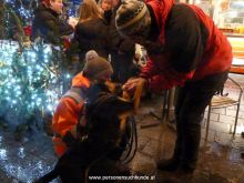 training personensuchhund 29