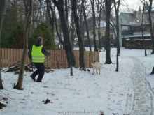 training personensuchhund 32