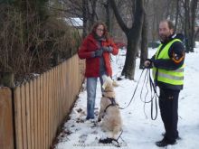 training personensuchhund 33