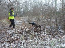 training personensuchhund 36