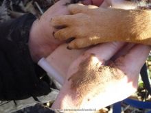 training personensuchhund 42