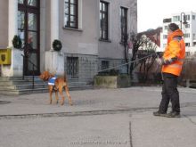 ulli kellner mantrailing 07