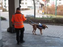 ulli kellner mantrailing 10