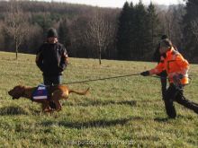 ulli kellner mantrailing 20